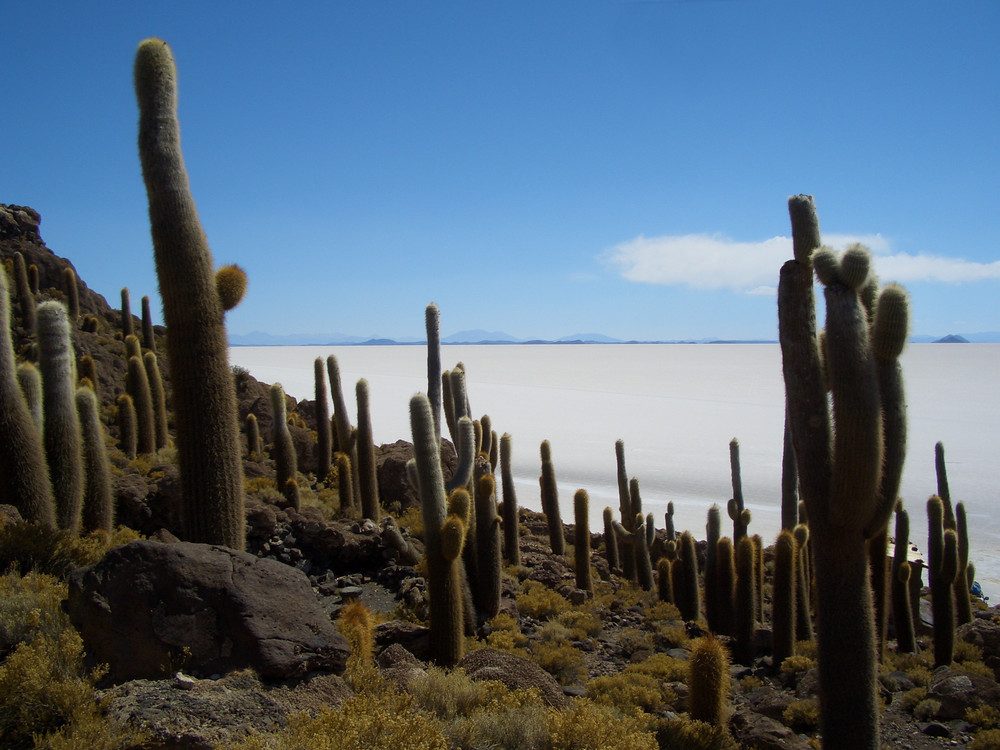 Salar de Uyuni, Isla Pescado, Bolivien