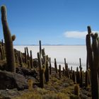 Salar de Uyuni, Isla Pescado, Bolivien