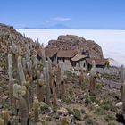 Salar de Uyuni Kakteeninsel Inkahuasi Bolivien