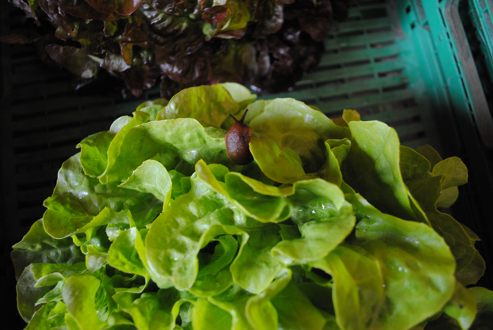 Salat aus eigenem Anbau