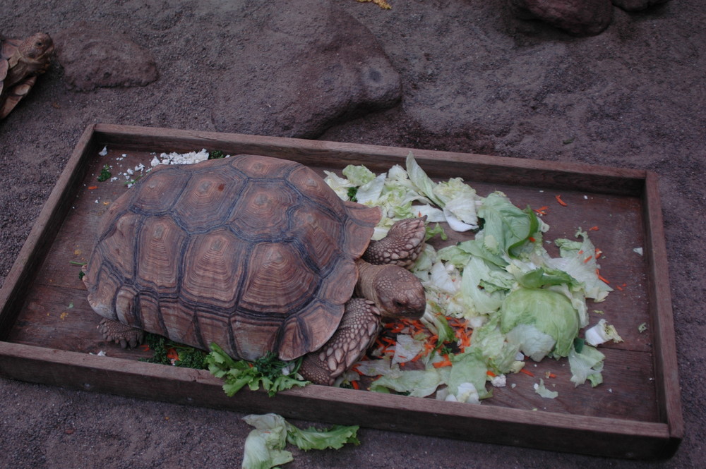 Salat Deluxe