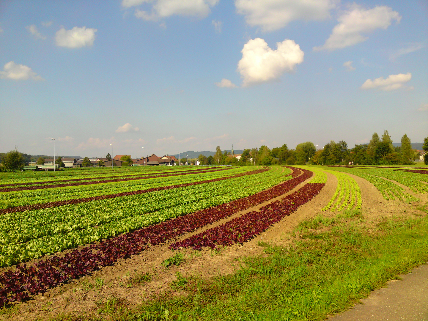 Salat Feld