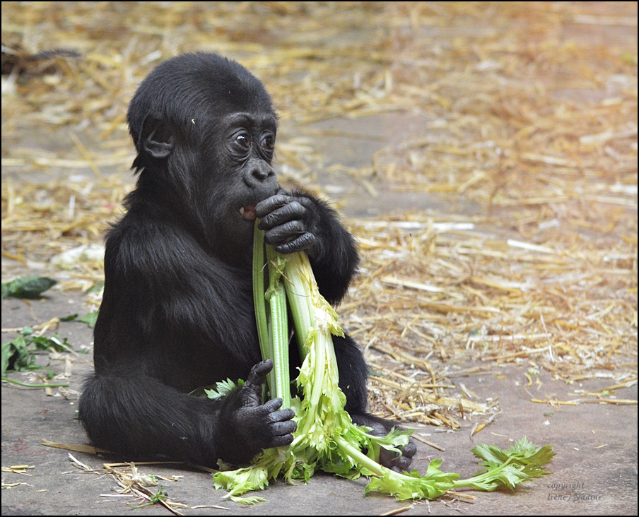 Salat ist gesund !!!!