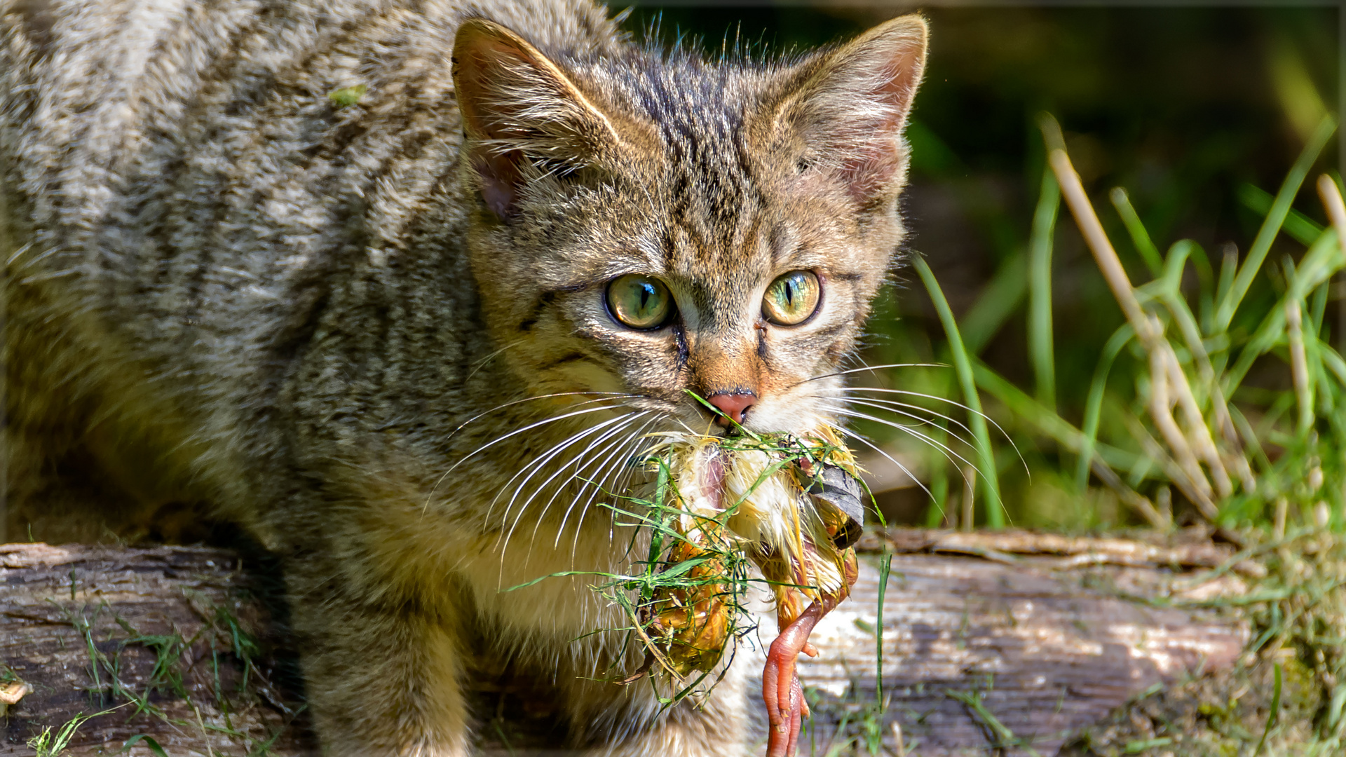Salat mit Geflügel Foto &amp; Bild | natur, katze, tier Bilder auf ...