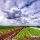 Salat mit Wolken