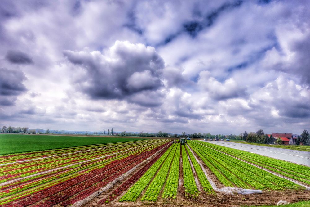 Salat mit Wolken