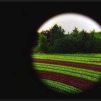 Salat. Ohne Tomaten, ohne Blumenkohl, aber hoffentlich sehr schön.