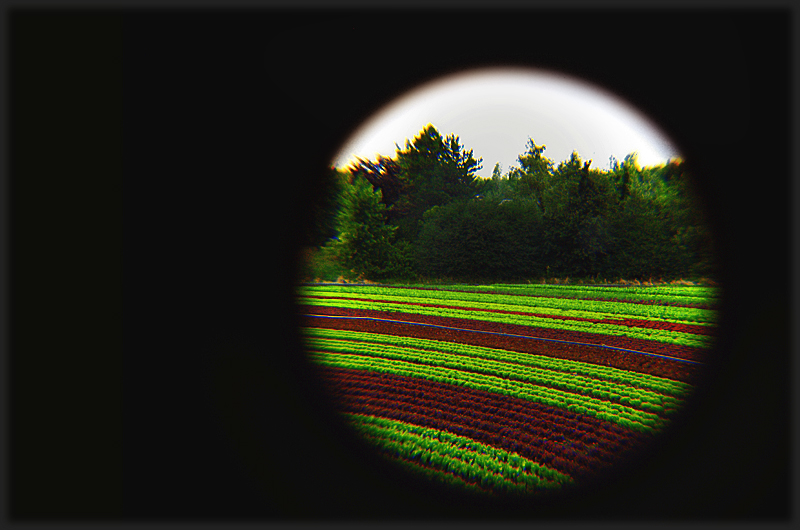 Salat. Ohne Tomaten, ohne Blumenkohl, aber hoffentlich sehr schön.