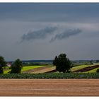 Salat rot und grün