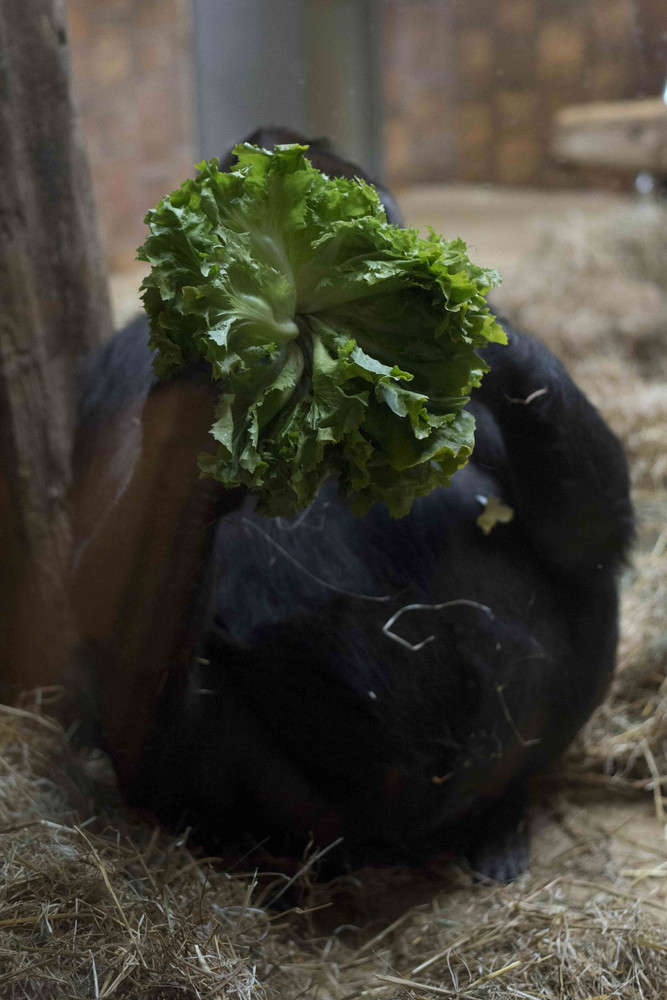 Salat zum Abendessen