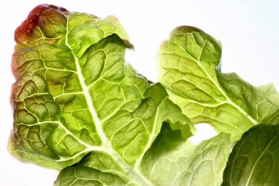 Salatblatt im 'Gegenlicht'