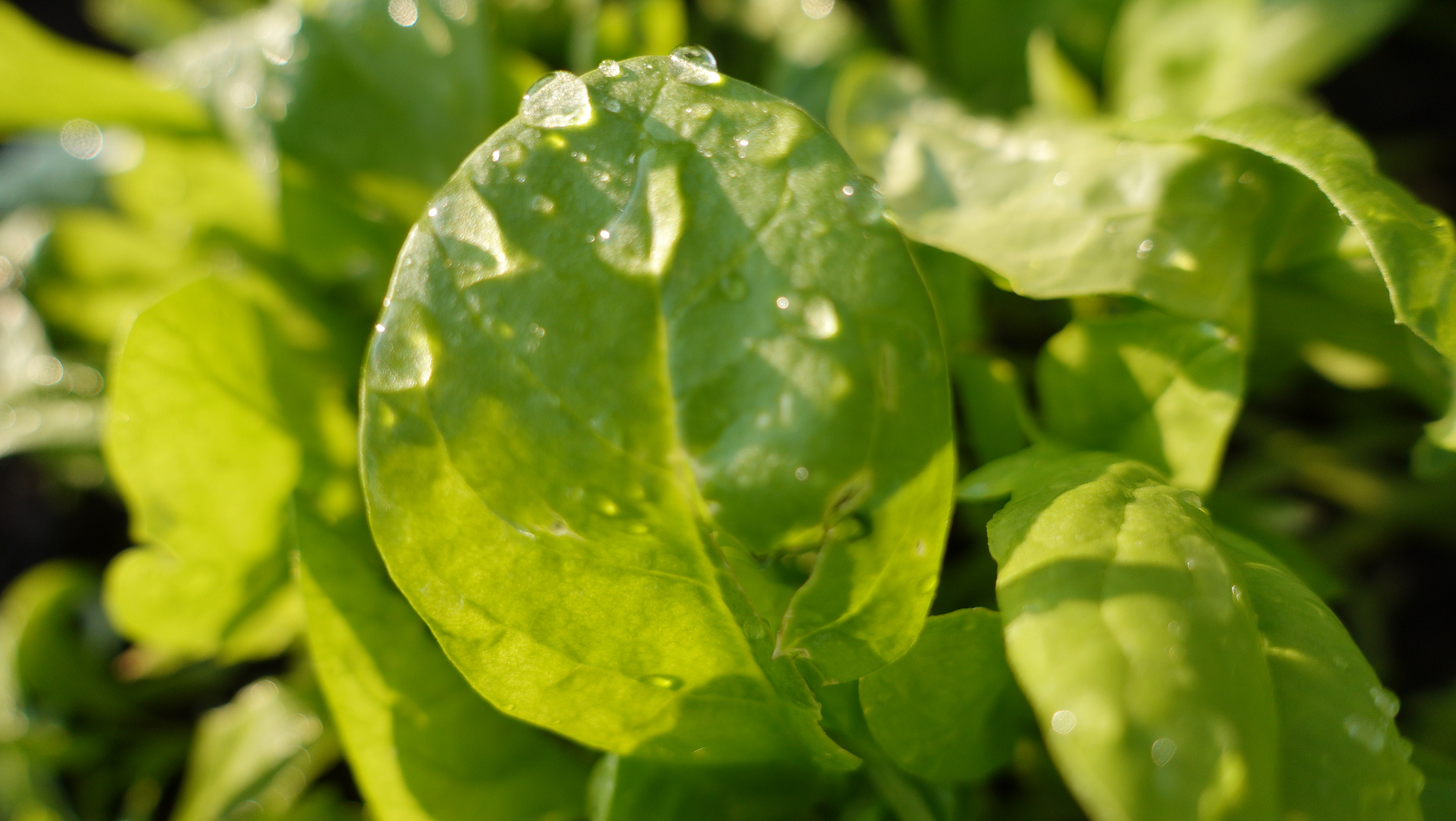 Salatblatt mit Wassertröpfchen