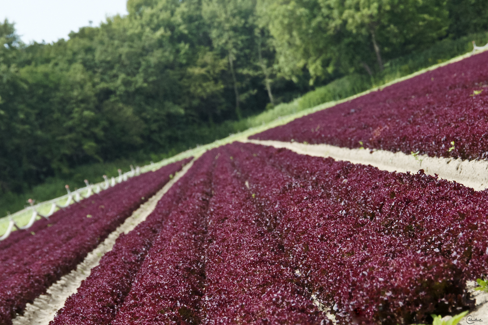 Salatfeld in Holland