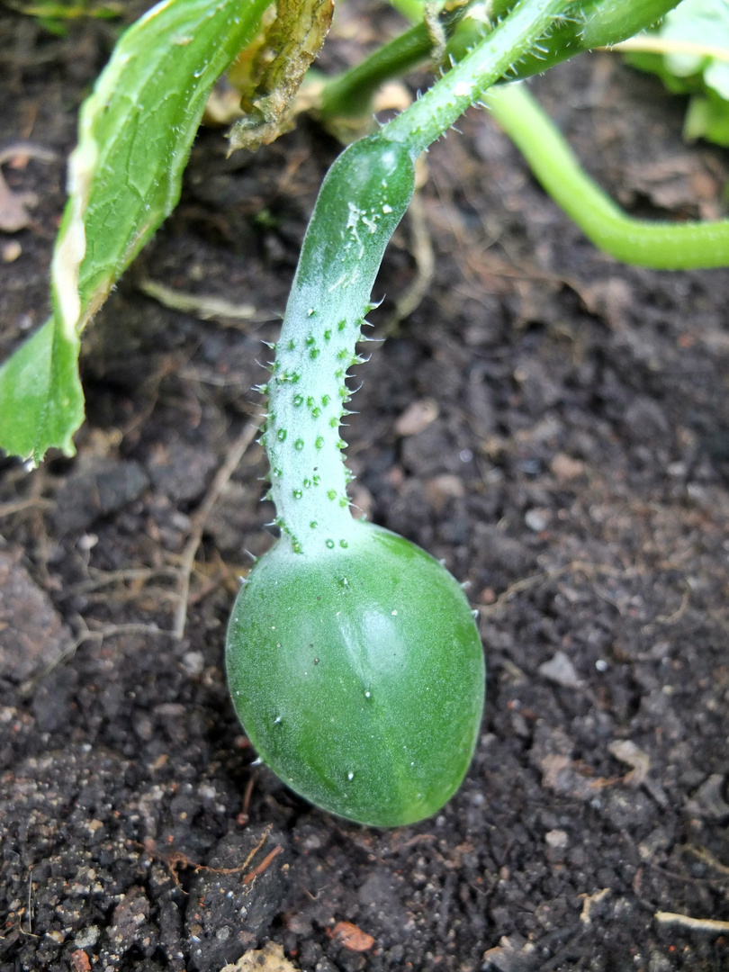 Salatgurke wächst nach der Laune der Natur