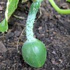 Salatgurke wächst nach der Laune der Natur