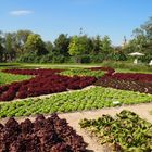 Salatpark in Kitzingen