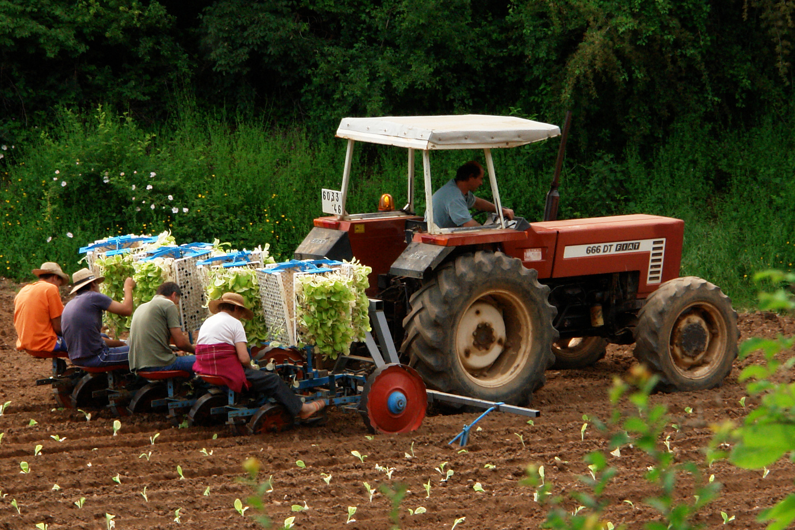 Salatpflanzer in West-Frankreich