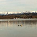 Salavaux, Lac Morat