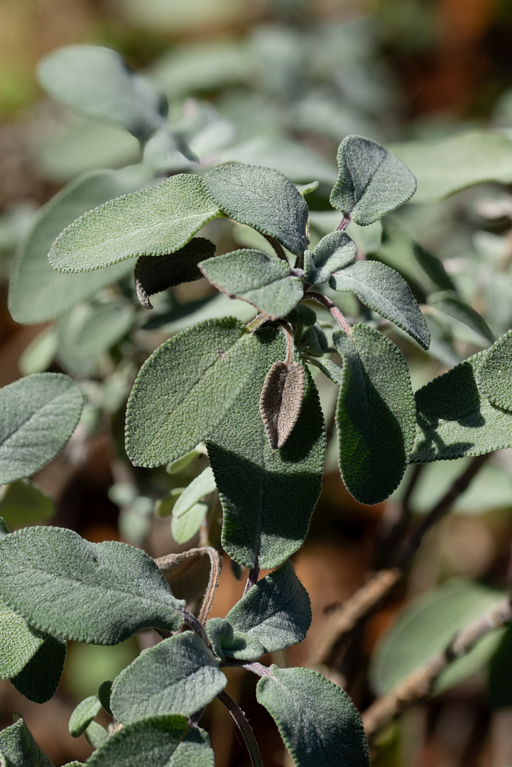 Salbei. Aufgenommen in Botanischem-Garten Gütersloh. 