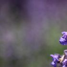 Salbei-Blüte