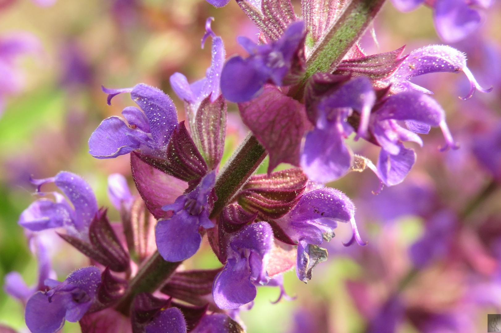 Salbei Foto &amp; Bild | makro, natur, tee Bilder auf fotocommunity