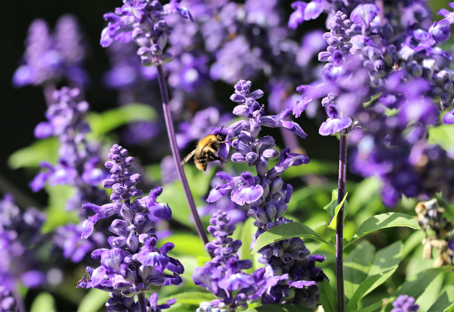 Salbei Genuss Foto & Bild spezial, sommer, blumen Bilder auf