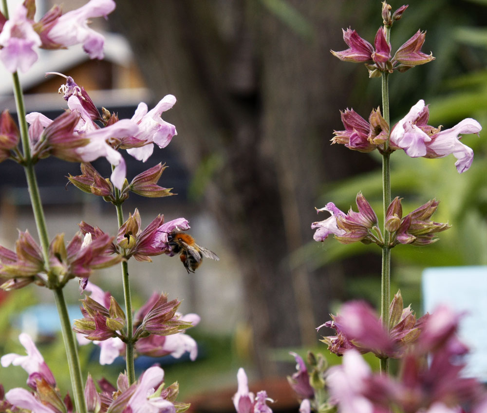 Salbei-Hummel