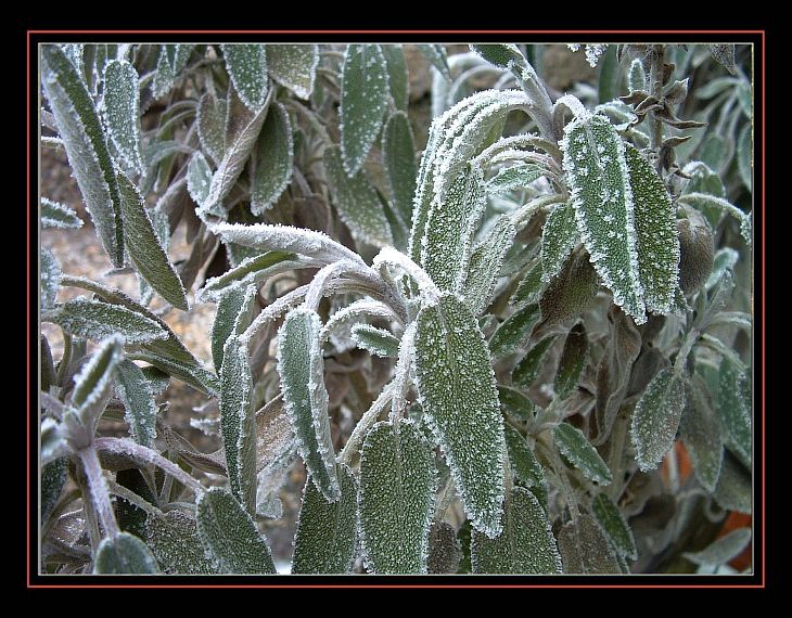 Salbei im Frost