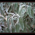 Salbei im Frost