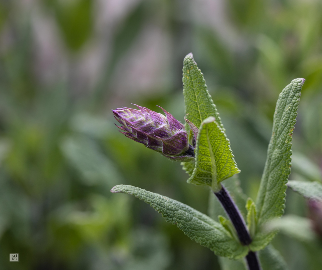 Salbei im Garten