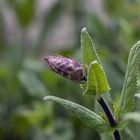 Salbei im Garten