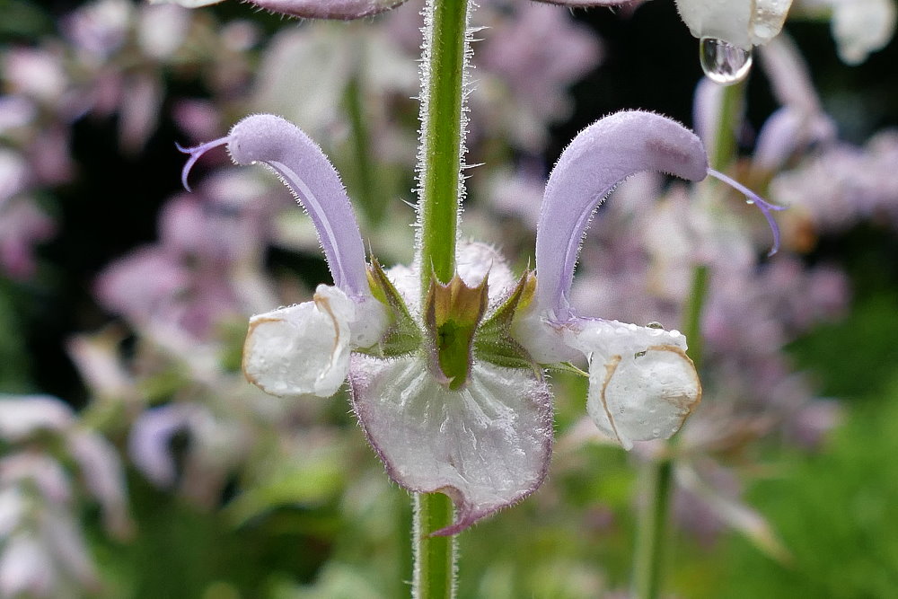 Salbei im Kräutergarten