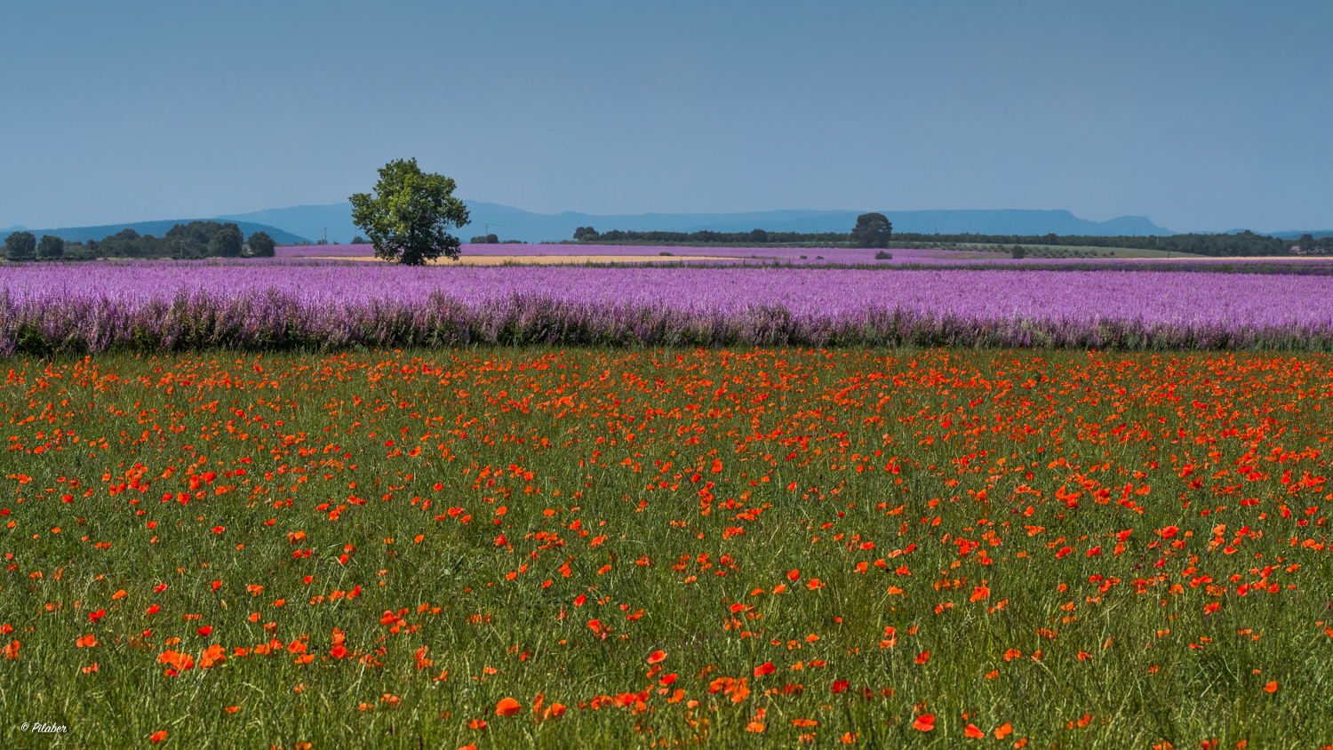 Salbei & Mohn