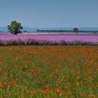 Salbei & Mohn