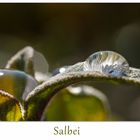 --- Salbei nach dem Regen ---