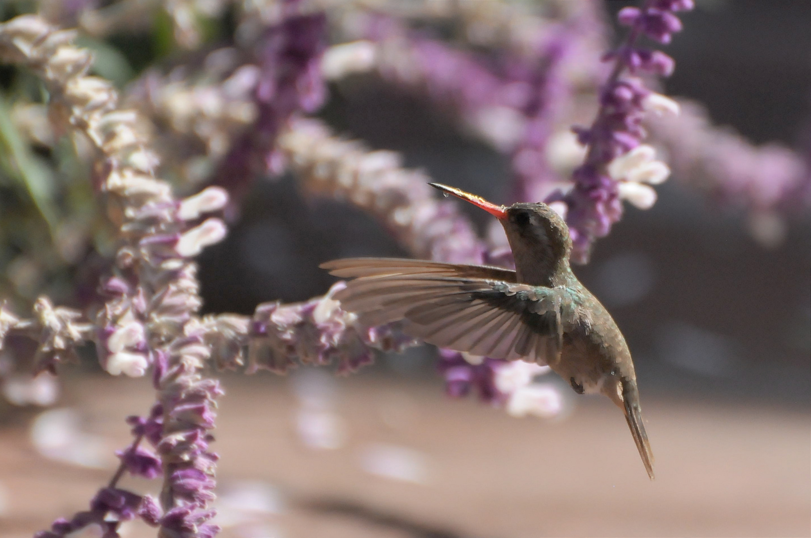 Salbei-Nektar zum Frühstück ~ Colibri fly-in