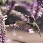 Salbei-Nektar zum Frühstück ~ Colibri fly-in