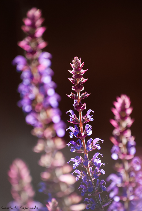 Salbei (Salvia)