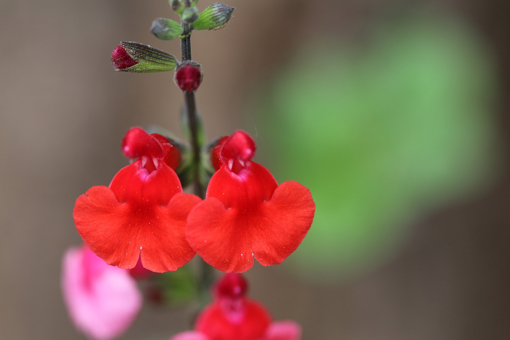 Salbei (Salvia blepharophylla)