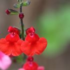 Salbei (Salvia blepharophylla)