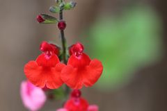 Salbei (Salvia blepharophylla)