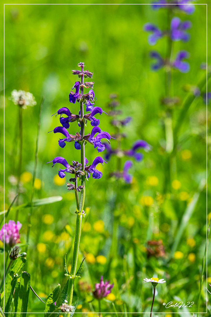 Salbei (Salvia) ?!