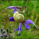 Salbei- Schnecken- Windrad