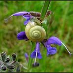 Salbei- Schnecken- Windrad