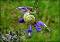 Salbei- Schnecken- Windrad