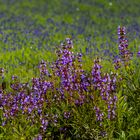 Salbei und Lavendel 