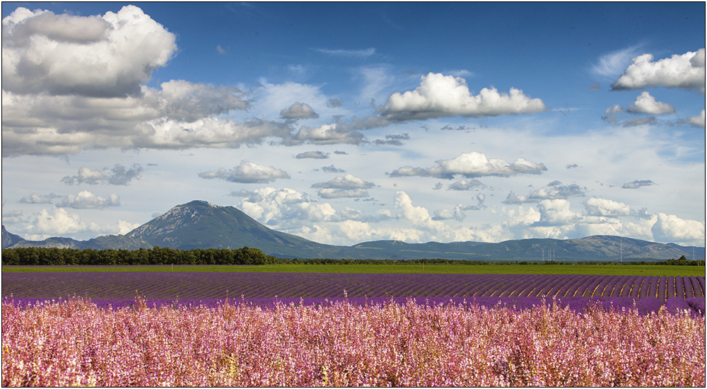 Salbei und Lavendel