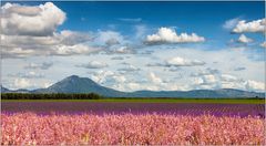 Salbei und Lavendel