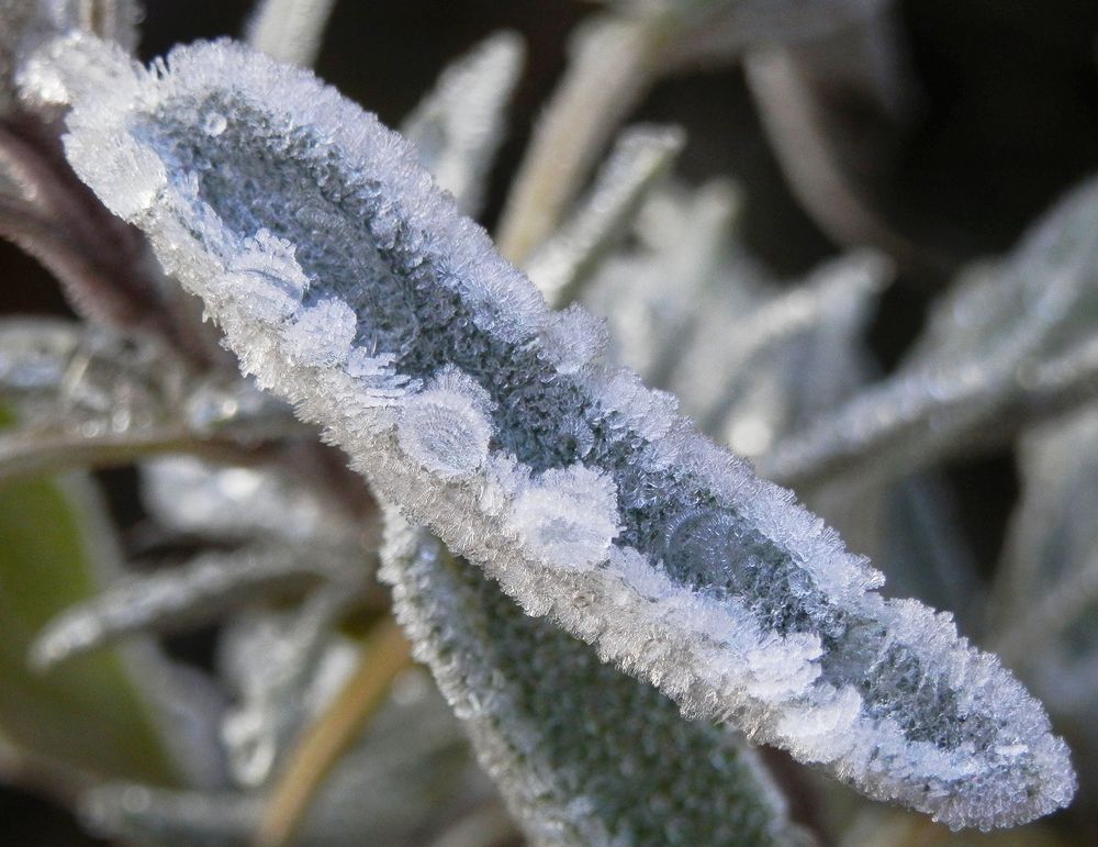 Salbeiblatt nach einer frostigen Nacht