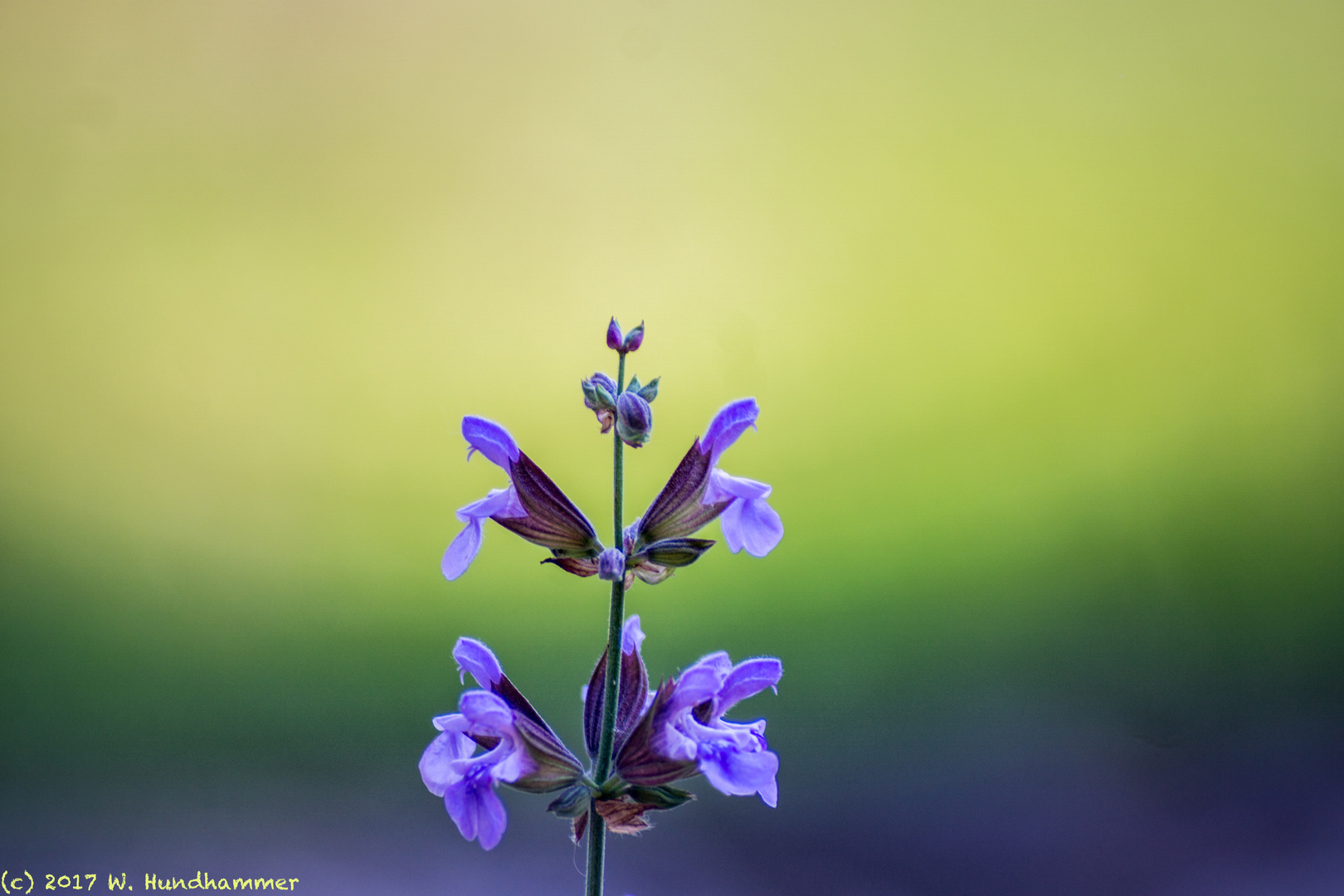 Salbeiblüte im eigenen Garten